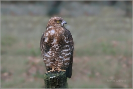 <p>VČELOJED LESNÍ (Pernis apivorus) /European honey buzzard - Wespenbussard/</p>